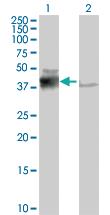 Anti-CK19 Mouse Polyclonal Antibody