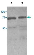 Anti-PAK4 Rabbit Polyclonal Antibody