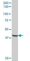 Anti-CK19 Mouse Polyclonal Antibody