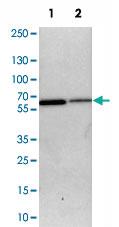 Anti-SLC15A4 Rabbit Polyclonal Antibody