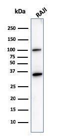 Western blot analysis of Raji cell lysate using Anti-CD20 Antibody [L26]