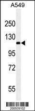 Anti-RET Mouse Monoclonal Antibody [clone: 188CT11.2.3]