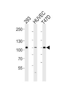 Anti-GAB1 Rabbit Polyclonal Antibody