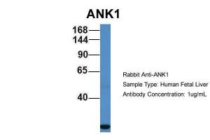 Anti-ANK1 Rabbit Polyclonal Antibody