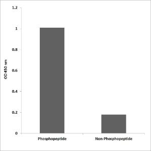 ELISA for immunogen phosphopeptide (left) and non-phosphopeptide (right) using Anti-LIMK2 (phospho Thr505) Antibody