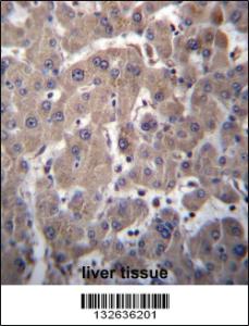 Anti-YIPF1 Rabbit Polyclonal Antibody