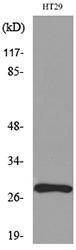 Antibody anti-BRMS1 A97678-100 100 µg