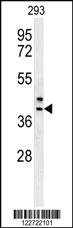 Anti-CAMLG Rabbit Polyclonal Antibody