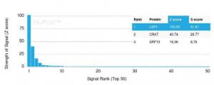 Analysis of protein array containing more than 19,000 full-length human proteins using Anti-LSP1 Antibody [LSP1/3042]