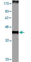 Anti-CASP9 Rabbit Polyclonal Antibody