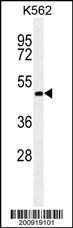 Anti-RNF8 Mouse Monoclonal Antibody [clone: 196CT2.8.5]