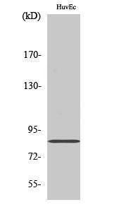 Western blot analysis of various cells using Anti-ALS2CR8 Antibody