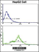 Anti-CEACAM Rabbit Polyclonal Antibody