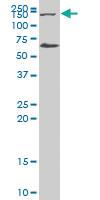 Anti-ADAMTS13 Mouse Polyclonal Antibody