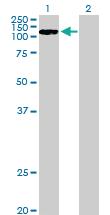 Anti-CCDC66 Mouse Polyclonal Antibody