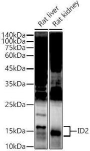 Antibody anti-ID2 100 µl