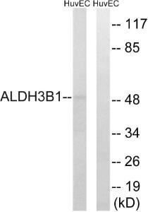 Western blot analysis of lysates from HUVEC cells using Anti-ALDH3B1 Antibody. The right hand lane represents a negative control, where the antibody is blocked by the immunising peptide.