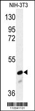 Anti-SMAD2 Rabbit Polyclonal Antibody