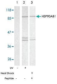 Anti-HSP90AB1 Rabbit Polyclonal Antibody