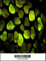 Anti-ATP5O Rabbit Polyclonal Antibody (FITC (Fluorescein))