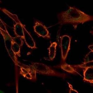 Immunofluorescent analysis of PFA-fixed U87 cells stained with Anti-CBFB Antibody [PCRP-CBFB-1E6] followed by Goat Anti-Mouse IgG (CF&#174; 488) (Green). CF&#174; 640R Phalloidin (Red)