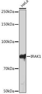 Western blot analysis of extracts of HeLa cells, using Anti-IRAK-1 Antibody [ARC1009] (A305745) at 1:1,000 dilution The secondary antibody was Goat Anti-Rabbit IgG H&L Antibody (HRP) at 1:10,000 dilution Lysates/proteins were present at 25 µg per lane