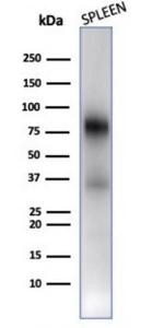 Western blot analysis of human spleen tissue lysate using Anti-Myeloperoxidase Antibody [rMPO/6904]