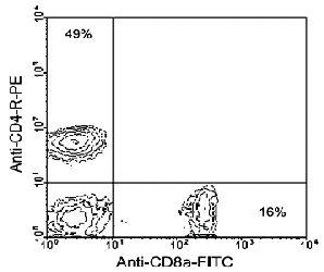 Anti-CD8A Rat Monoclonal Antibody (PE (Phycoerythrin)/Texas Red® ) [clone: 53-6.7]