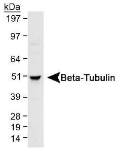 Anti-TUBB Rabbit Polyclonal Antibody