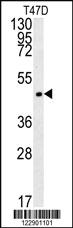 Anti-PENK Rabbit Polyclonal Antibody