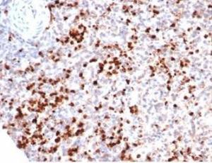 Immunohistochemical analysis of formalin-fixed, paraffin-embedded human spleen tissue using Anti-Myeloperoxidase Antibody [rMPO/6904]