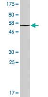 Anti-EPHA7 Mouse Monoclonal Antibody [clone: 1G11]