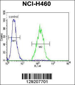 Anti-ARL17A Rabbit Polyclonal Antibody