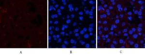 Immunofluorescence analysis of mouse liver tissue using Anti-JAK1 (phospho Tyr1022) Antibody (red) at 1:200 (4 °C overnight). Cy3 labelled secondary Antibody was used at 1:300 (RT 50 min). Panel A: Target. Panel B: DAPI. Panel C: Merge