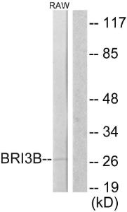 Western blot analysis of lysates from RAW2647 cells using Anti-BRI3B Antibody The right hand lane represents a negative control, where the antibody is blocked by the immunising peptide