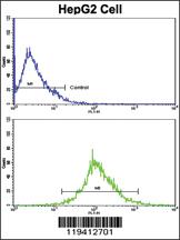 Anti-TYRP1 Rabbit Polyclonal Antibody