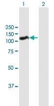 Anti-HNRNPUL1 Mouse Polyclonal Antibody