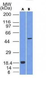 Western blot analysis of (A) recombinant SOX10 protein and (B) A375 cell lysate using Anti-SOX10 Antibody [SOX10/1074]