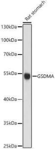 Western blot analysis of Rat stomach, using Anti-GSDMA Antibody (A13012) at 1:1000 dilution