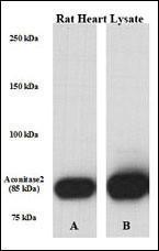 Anti-ACO2 Rabbit Polyclonal Antibody