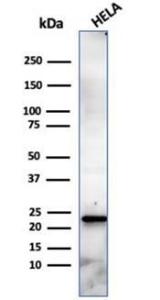 Western blot analysis of HeLa cell line lysate using Anti-CBFB Antibody [PCRP-CBFB-1E6]