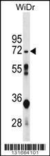 Anti-NT5C2 Rabbit Polyclonal Antibody (Biotin)