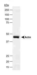 Anti-ACTB Rabbit Polyclonal Antibody