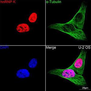 Confocal imaging of U-2 0S cells using Anti-hnRNP K Antibody [ARC0512] (A307298), at a dilution of 1:100, (red). The cells were counterstained with Anti-alpha Tubulin Antibody, at a dilution of 1:400, (green). DAPI was used for nuclear staining (Blue). Objective: 60x