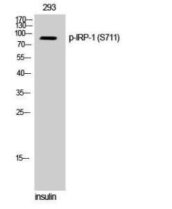 Anti-IREB2 + Aconitase 1 Rabbit Polyclonal Antibody