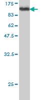 Anti-ZNF143 Mouse Monoclonal Antibody [clone: 3A7]