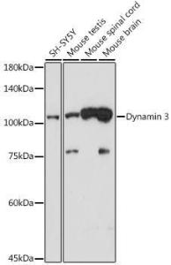 Anti-Dynamin 3 Rabbit Monoclonal Antibody [Clone: ARC2428]