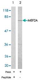 Anti-MEF2A Rabbit Polyclonal Antibody