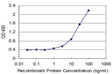 Anti-SYN1 Mouse Monoclonal Antibody [clone: 3F12]