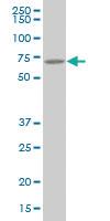 Anti-ATE1 Mouse Polyclonal Antibody